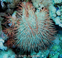 Crown of thorns star fish..... The coral menace of the oc... by Brett Hadden 